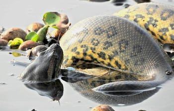 Anaconda de patrones amarillos y oscuros, parcialmente sumergida en agua, junto a otra serpiente de tonalidad oscura asomando la cabeza.
