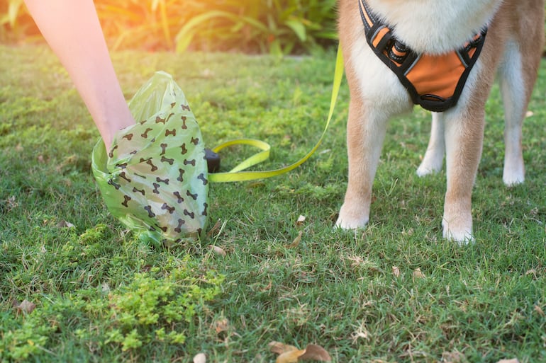 Perro hace sus necesidades en el parque.