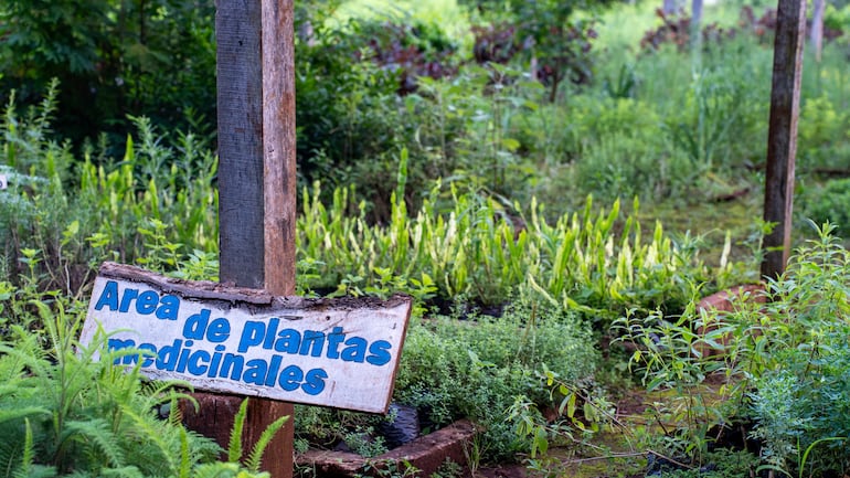 Guardianas del Poha Ñana se destacan en Itapúa y Caazapá