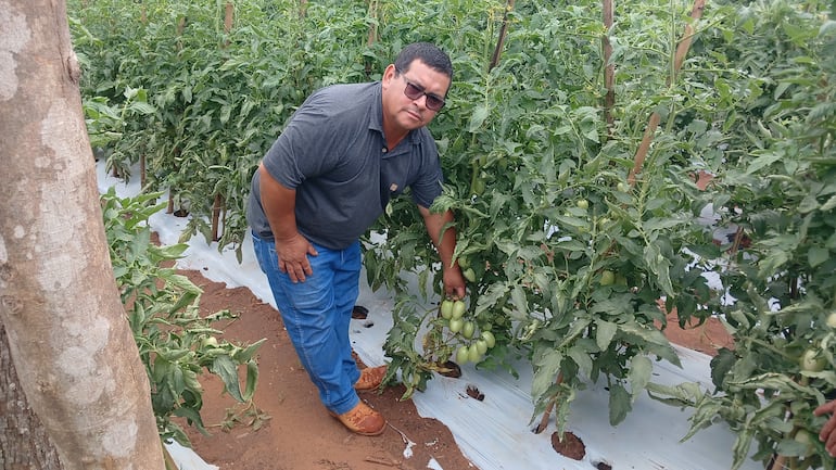 Tomateros preocupados por la caída de precios tras liberación de Afidi del Senave