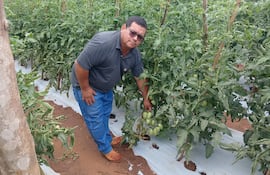El productor Alcides González mostrando su plantación de tomates.