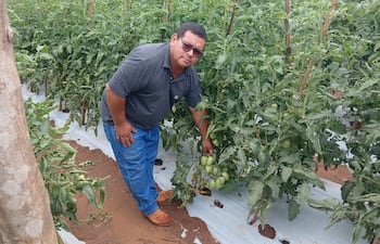El productor Alcides González mostrando su plantación de tomates.