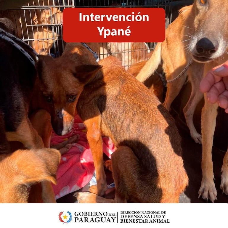 Grupo de perros en vehículo con manta, algunos llevan collar. Uno muestra ansiedad, mientras una mano interactúa con ellos.