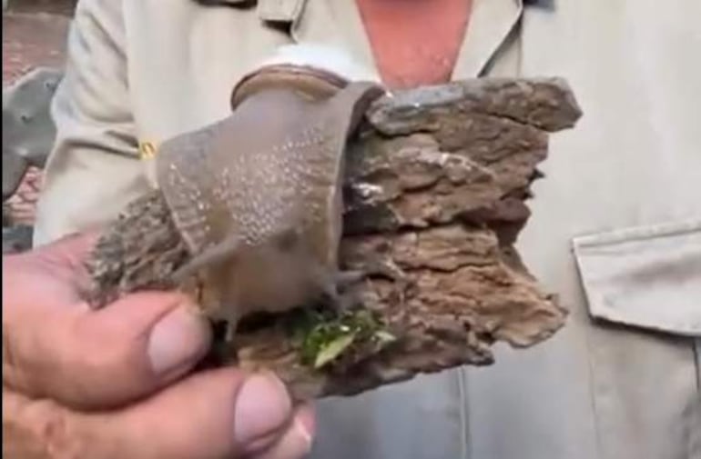 Hombre con camisa clara sosteniendo un gran caracol sobre madera, rodeado de vegetación en un ambiente natural.