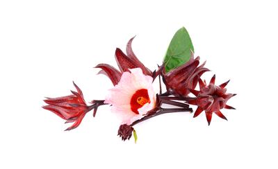 La flor de Jamaica —conocida también como hibisco, rosella o Hibiscus sabdariffa.