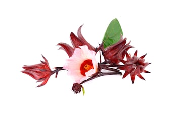 La flor de Jamaica —conocida también como hibisco, rosella o Hibiscus sabdariffa.