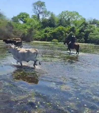 Muchos productores están sacando sus ganados del agua debido a la inundación artificial en la zona.
