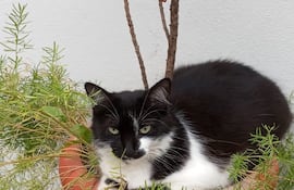 Tizziana es una gata de 7 años que se perdió en Fernando de la Mora.