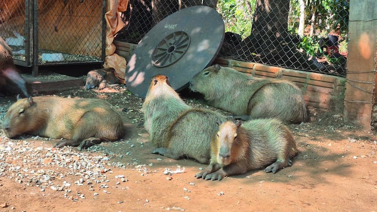 Grupo de carpinchos en la Granja Educativa y Recreativa Don Severo, en Encarnación.