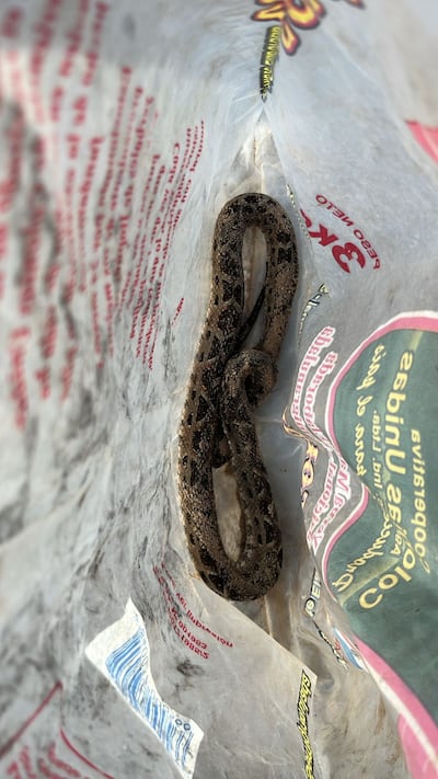 En la foto el Yarará, que mordió a don Tomás González Insfrán, de 65 años a orillas del río Tebicuary.