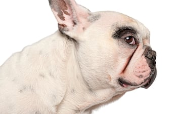 El lenguaje de las orejas de los perros.