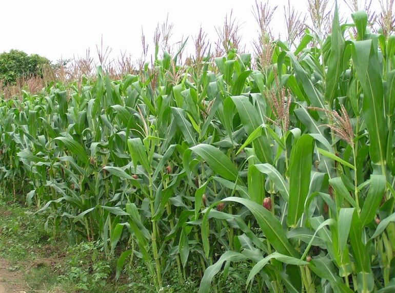El maíz zafriña está en etapa en floración.