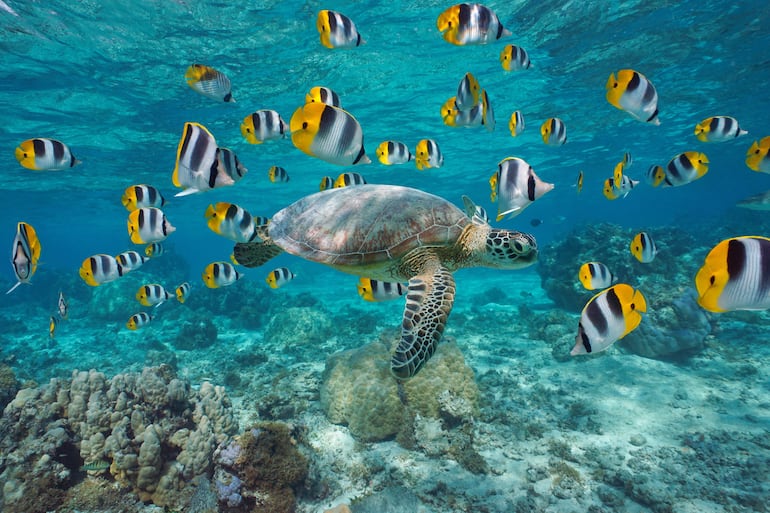 Fauna en Bora Bora, Polinesia Francesa.