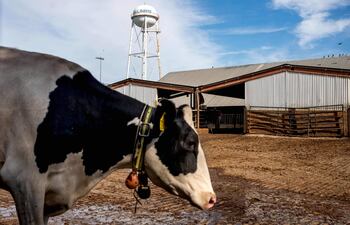 Vaca en UC Davis en Davis, California.