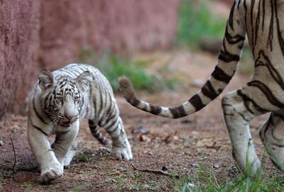 Imagen de archivo de tigres en India.