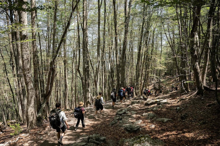 Senderistas caminan por un sendero forestal en el monte Olimpo, norte de Grecia, el 5 de julio de 2026.
