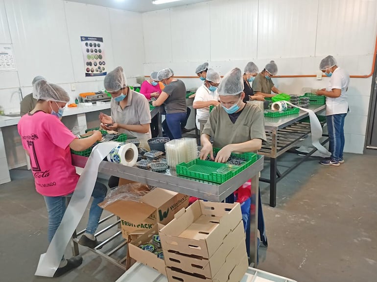 Biloxi y Emerald: las dos variedades del arándano paraguayo