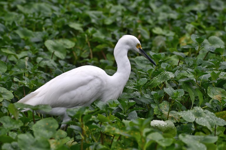 Fauna silvestre en el Parque Nacional Tortuguero, Costa Rica.