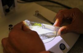 (Imagen ilustrativa)