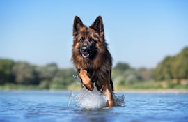 Un perro pastor alemán corre sobre el agua