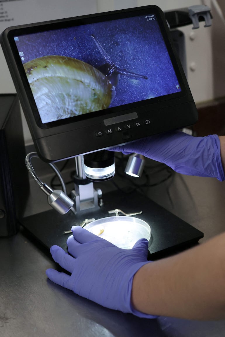 Esta fotografía, tomada el 2 de febrero de 2026, muestra un caracol gigante de las Bermudas (Poecilozonites bermudensis), que forma parte de un programa de cría, mientras es examinado bajo un microscopio en el zoológico de Chester, en el noroeste de Inglaterra.