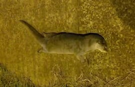 Nutria de río muerta, con pelaje marrón, sobre hierba en un entorno natural cerca del agua.