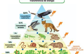 Pirámides de alimentos