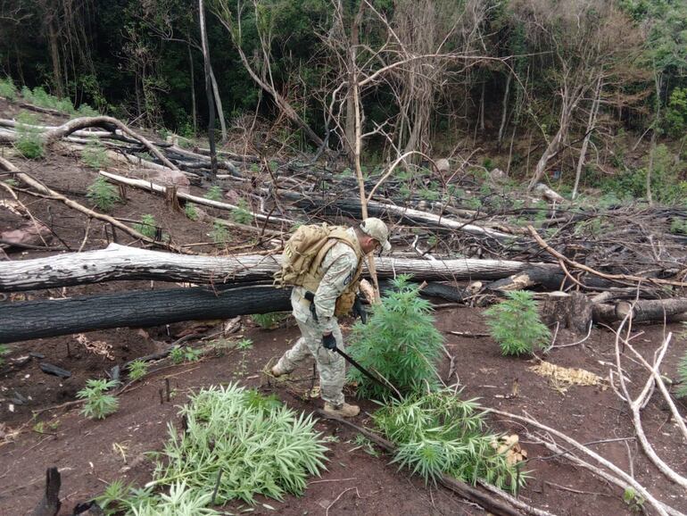 Se destruyó cultivos en etapa de crecimiento.
