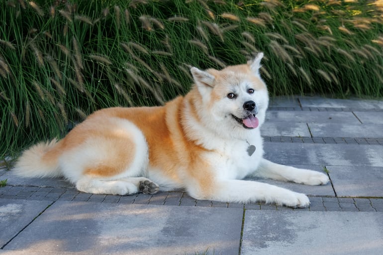 Perro de la raza akita.
