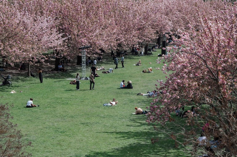 Personas disfrutan de la floración de los cerezos en el Jardín Botánico de Brooklyn, en Nueva York, Estados Unidos, el 23 de abril de 2026.