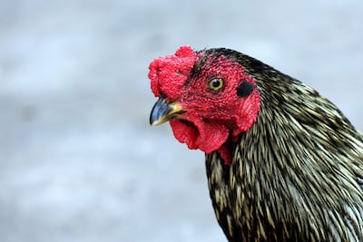El gallo Martín, frente al Instituto Oncológico en Santa Cruz (Bolivia).
