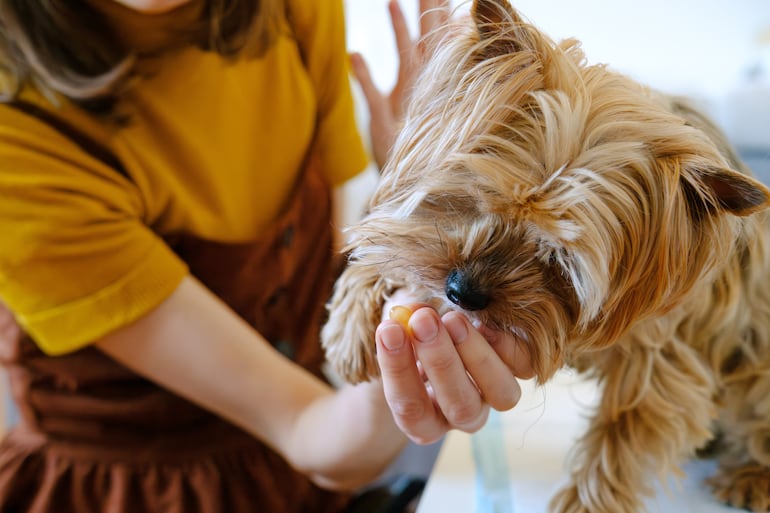 Perro tomando suplementos.