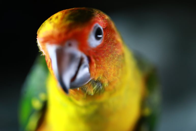 Loro, imagen ilustrativa.