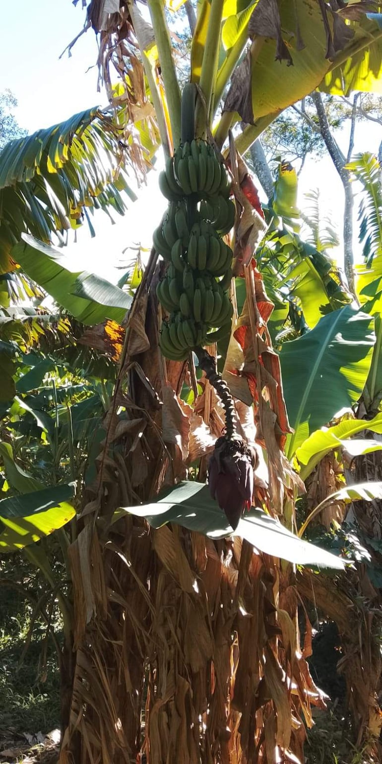 Plantaciones de bananas con mas posibilidad a sufrir daños por las heladas.