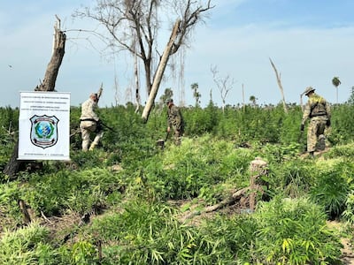 Tres hombres en uniformes camuflados trabajan entre plantas de cannabis, rodeados de vegetación densa.