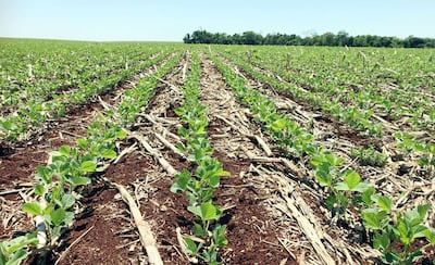 Foto reporte facilitado por el Ing. Hermes Aquino, de la Coordinadora Agrícola del Paraguay, de una parcela de soja, tomada el 9 del corriente a las 11:16.