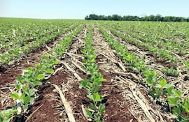 Foto reporte facilitado por el Ing. Hermes Aquino, de la Coordinadora Agrícola del Paraguay, de una parcela de soja, tomada el 9 del corriente a las 11:16.