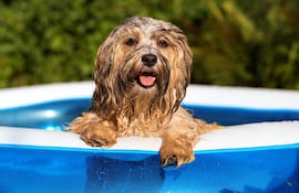 Perro en la piscina.