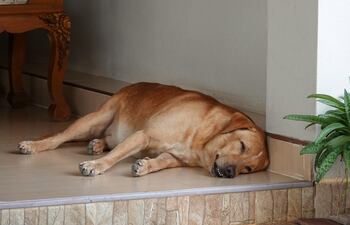 Perro desganado, imagen ilustrativa.