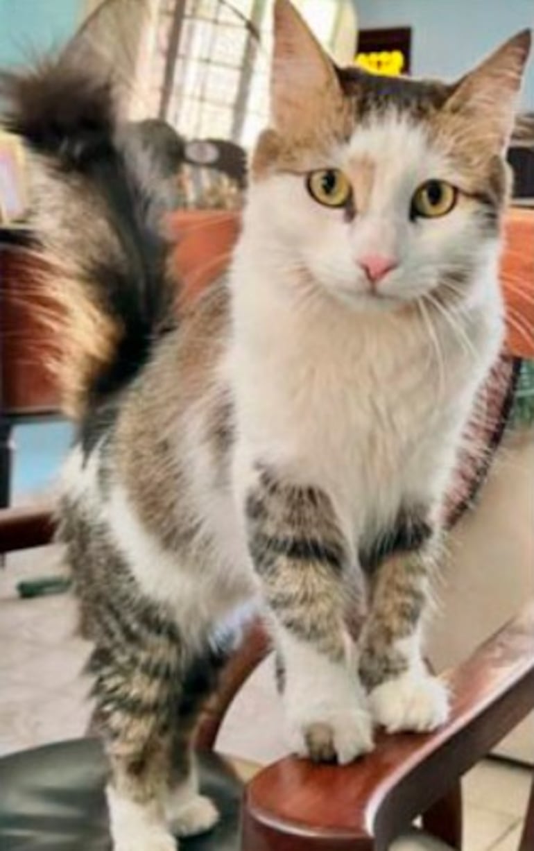 Necesitamos la ayuda de nuestra comunidad para encontrar a Kira, una adorable gatita que se extravió.