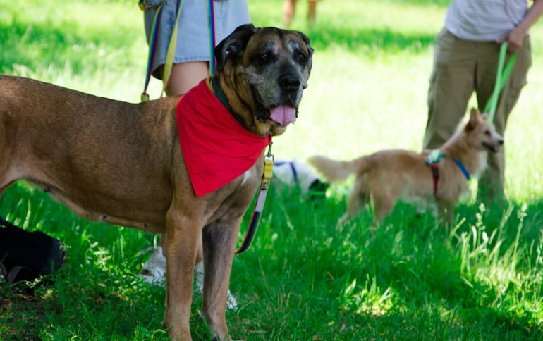 Perros en el parque.