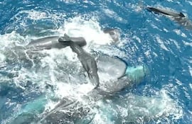 Captan a un cachalote dando a luz con ayuda de su grupo.