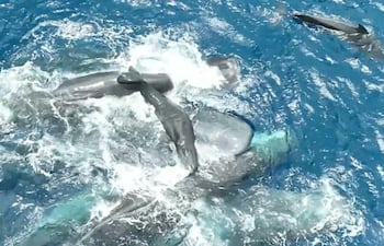 Captan a un cachalote dando a luz con ayuda de su grupo.