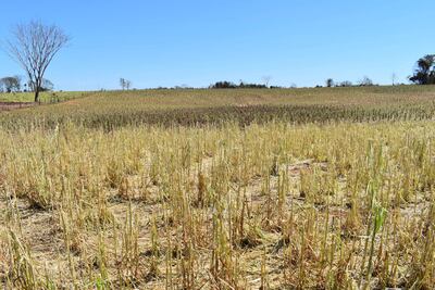 Los cultivos de maíz, sésamo y de otros rubros de la temporada quedaron completamente destruidos por el fenómeno natural que ocurrió hace ocho días 