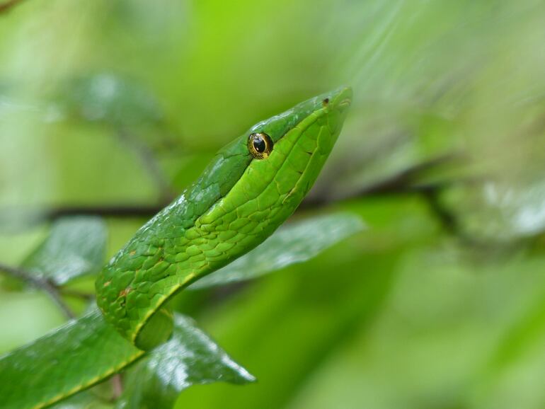 Oxybelis fulgidus.