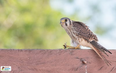 Kiri kiri'i hembra (Falco sparverius cinnamominus), fotografía gentileza de Oscar Rodríguez (Paraguay Birding & Nature), CON - Paraguay