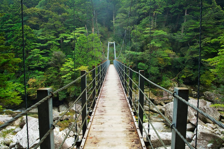 Puente Yakusugi en la isla Yakushima, Japón.