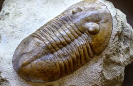 Fósil de trilobita.