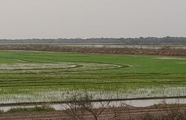 Miles de litros de agua utilizan las empresas arroceras para regar el cultivo de arroz en la zona de Villa Oliva, el agua extraen del río Paraguay mediante potentes motobombas. (archivo).