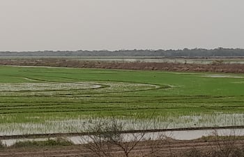 Miles de litros de agua utilizan las empresas arroceras para regar el cultivo de arroz en la zona de Villa Oliva, el agua extraen del río Paraguay mediante potentes motobombas.